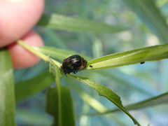 Chrysomela confluens