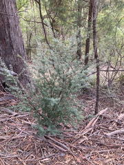 Micrantheum hexandrum