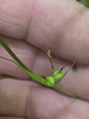 Carex jamesii