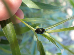 Chrysomela confluens