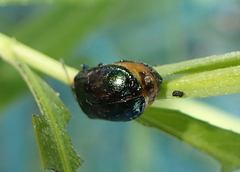 Chrysomela confluens