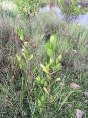 Laguncularia racemosa