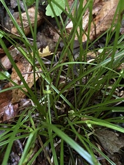 Carex jamesii