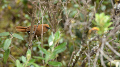 Cinnycerthia unirufa