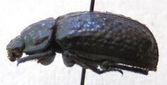 Phoberus montanus