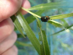 Chrysomela confluens