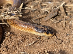 Suta nigriceps