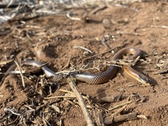 Suta nigriceps