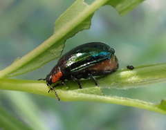 Chrysomela confluens