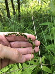 Carex decomposita