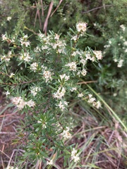 Micrantheum hexandrum