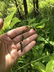 Carex decomposita