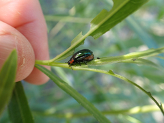 Chrysomela confluens