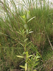 Avicennia germinans