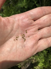 Carex decomposita