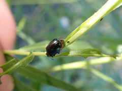 Chrysomela confluens