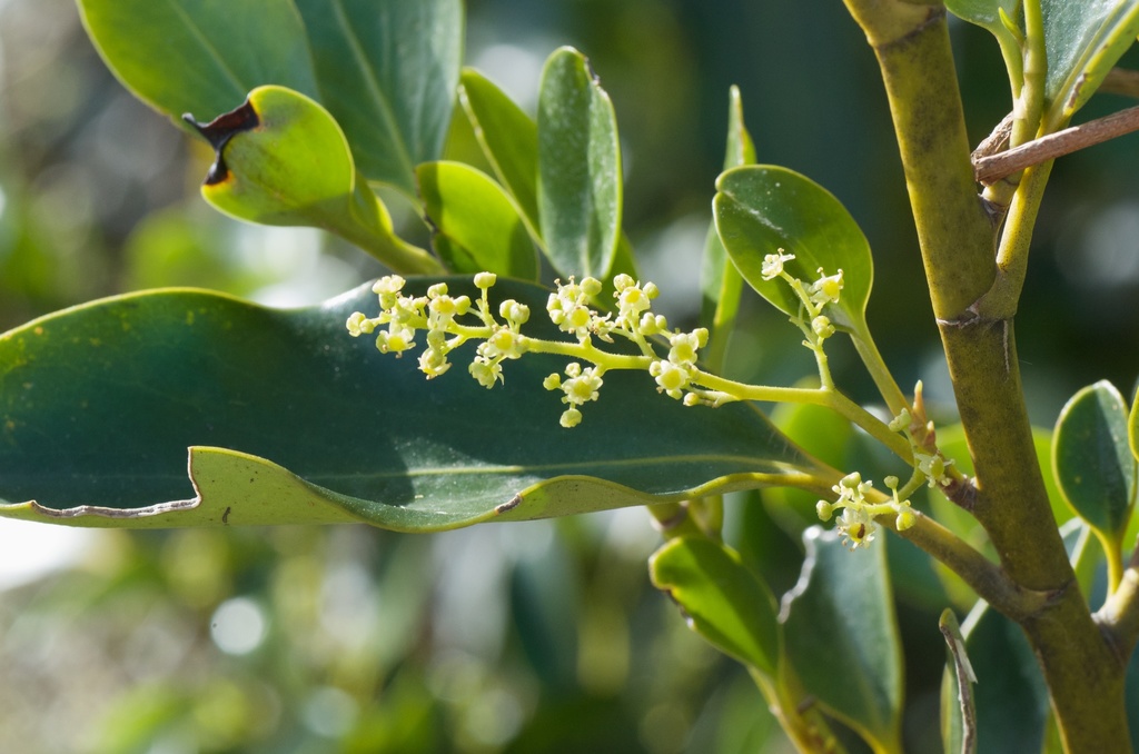 Griselinia