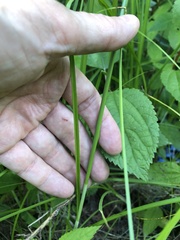Carex decomposita