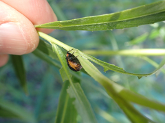 Chrysomela confluens