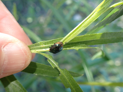 Chrysomela confluens