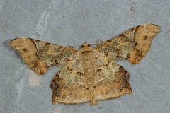 Krananda semihyalina