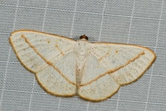 Lomographa luciferata