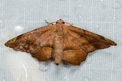 Mesaster albidiscata