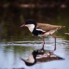 Erythrogonys cinctus
