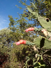 Opuntia auberi