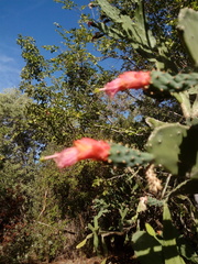 Opuntia auberi