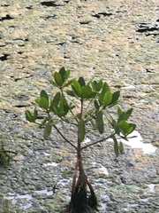 Rhizophora mangle