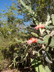 Opuntia auberi