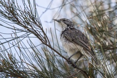 Plectorhyncha lanceolata