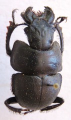Lethrus apterus