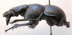 Lethrus apterus