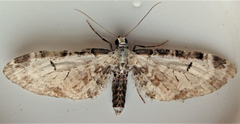 Eupithecia ravocostaliata