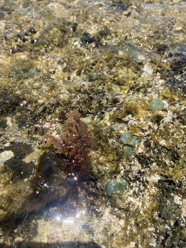 Spyridia filamentosa observed 2021-05-29