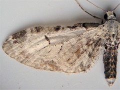 Eupithecia ravocostaliata