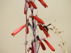 Odynerus erythrogaster