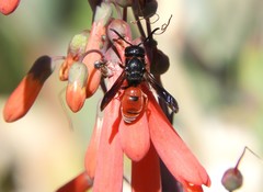 Odynerus erythrogaster