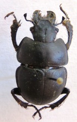 Lethrus apterus