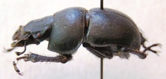 Lethrus apterus