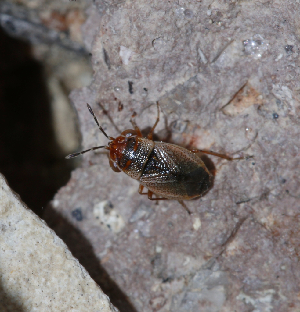 Geocoris barberi