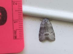 Polygrammate cadburyi
