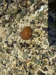 Leptolyngbya crosbyana