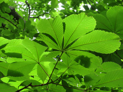 Aesculus turbinata
