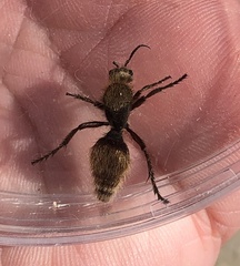 Dasymutilla calorata