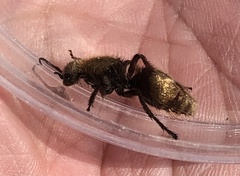 Dasymutilla calorata