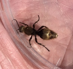 Dasymutilla calorata
