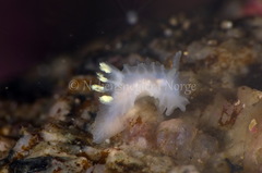 Lophodoris danielsseni